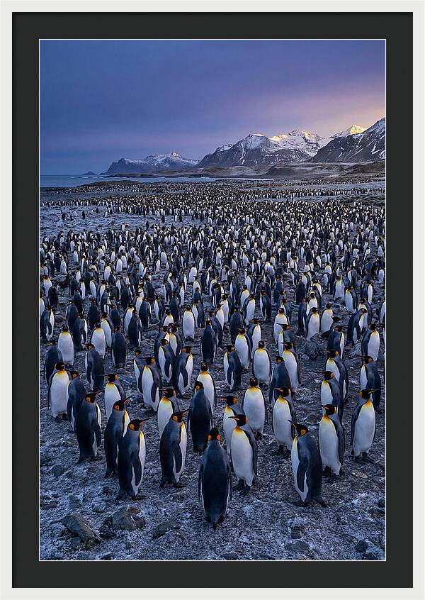 King Penguin Colony At Dusk