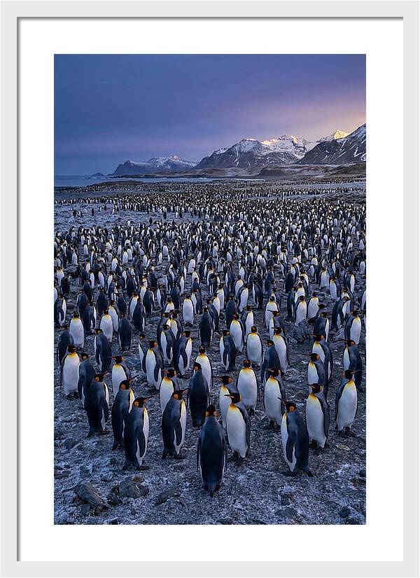 King Penguin Colony At Dusk