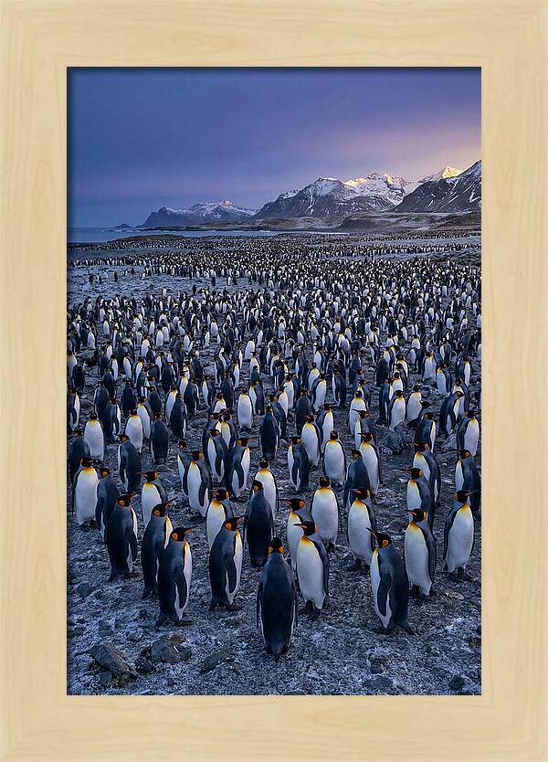 King Penguin Colony At Dusk