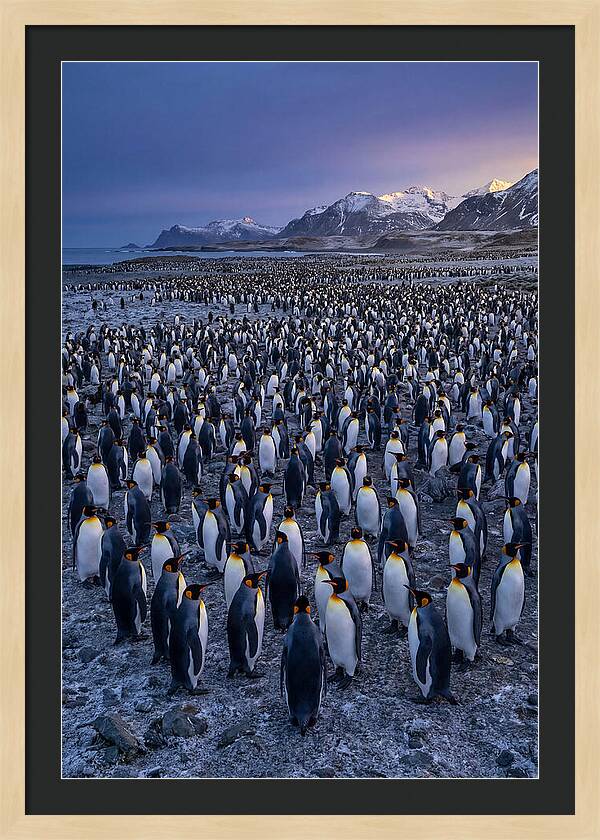 King Penguin Colony At Dusk