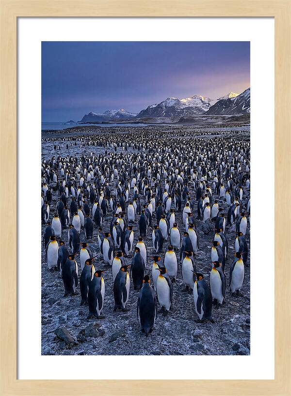 King Penguin Colony At Dusk