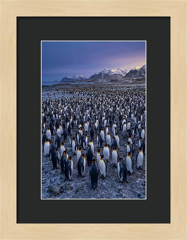 King Penguin Colony At Dusk