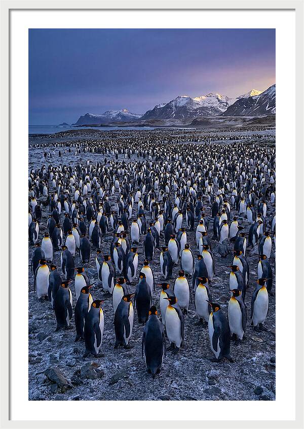 King Penguin Colony At Dusk