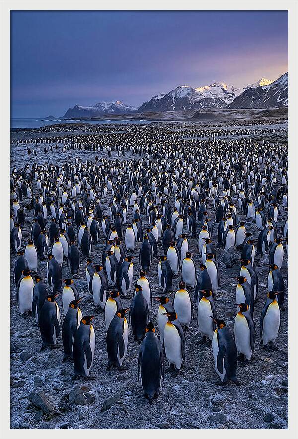 King Penguin Colony At Dusk