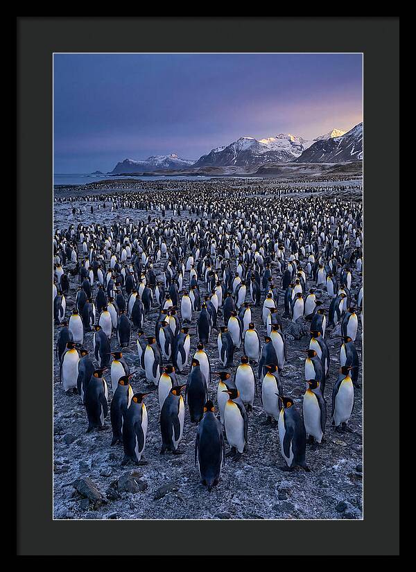 King Penguin Colony At Dusk
