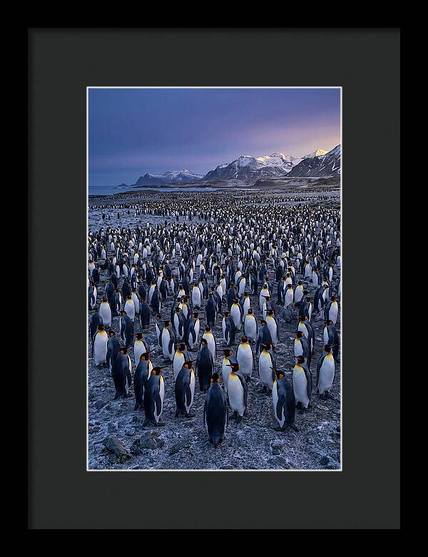King Penguin Colony At Dusk