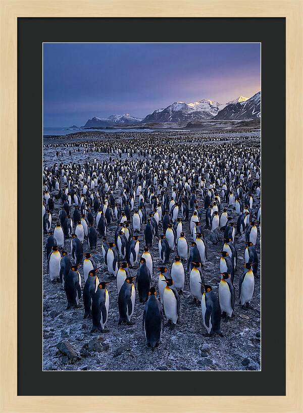 King Penguin Colony At Dusk