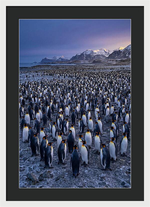 King Penguin Colony At Dusk
