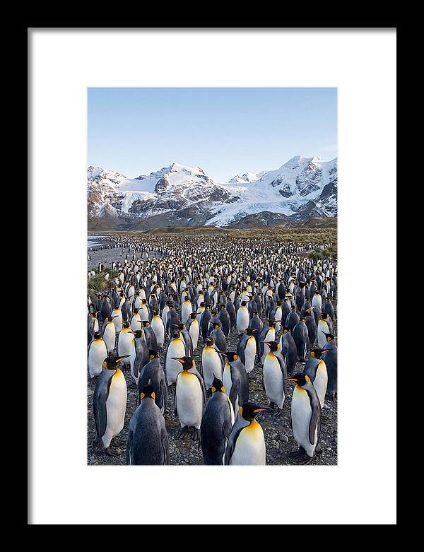 King Penguin Colony At Salisbury Plain