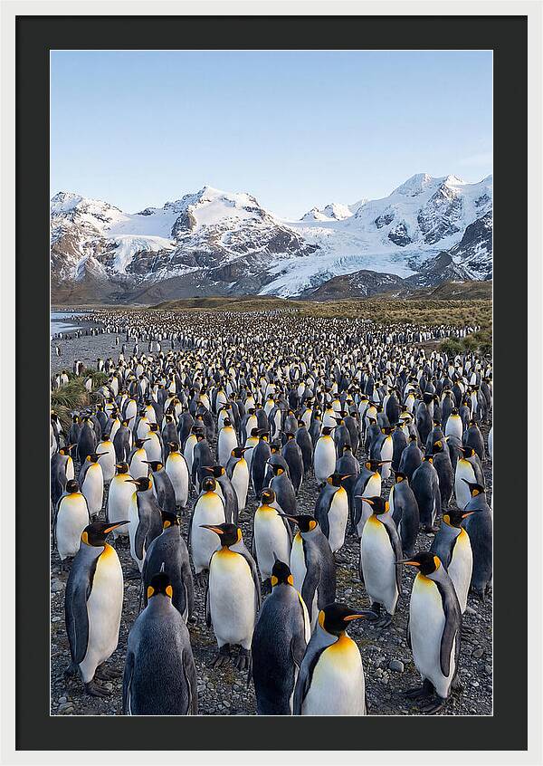 King Penguin Colony At Salisbury Plain