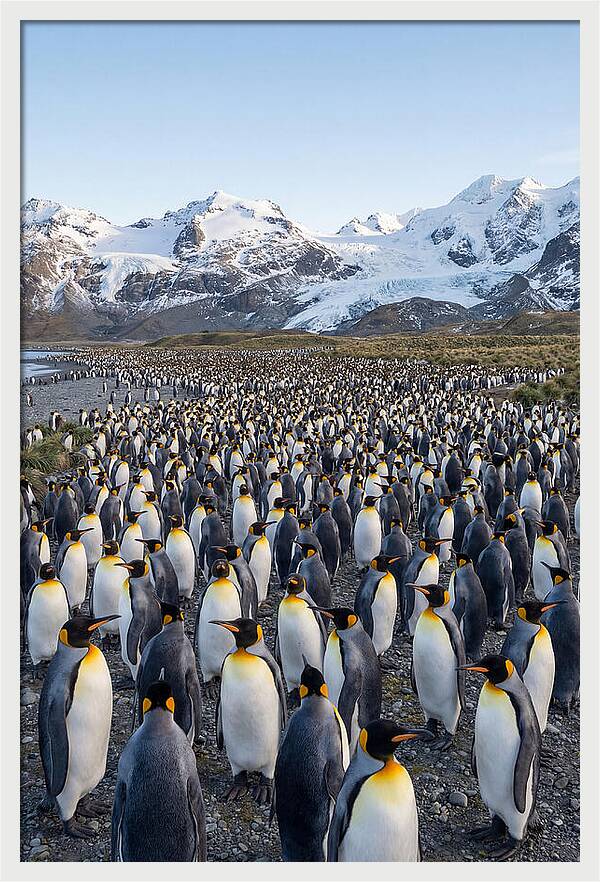 King Penguin Colony At Salisbury Plain