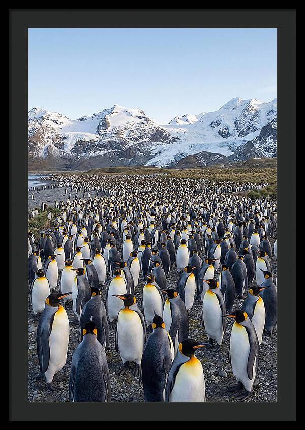 King Penguin Colony At Salisbury Plain