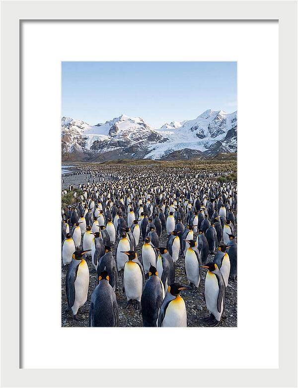 King Penguin Colony At Salisbury Plain