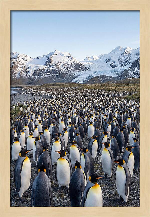 King Penguin Colony At Salisbury Plain