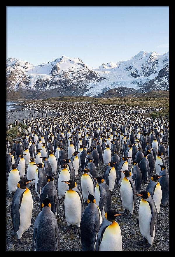 King Penguin Colony At Salisbury Plain