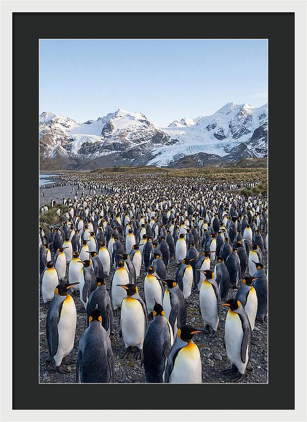 King Penguin Colony At Salisbury Plain