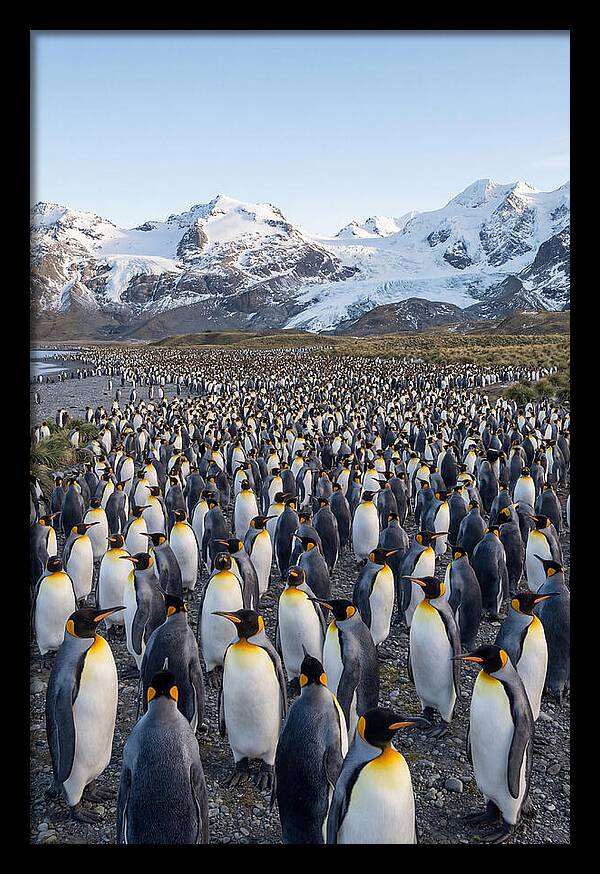 King Penguin Colony At Salisbury Plain