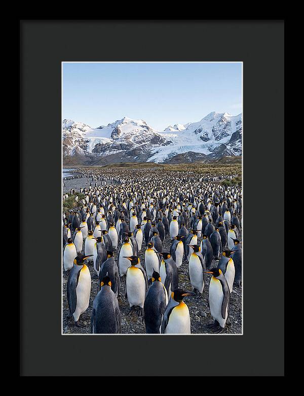 King Penguin Colony At Salisbury Plain