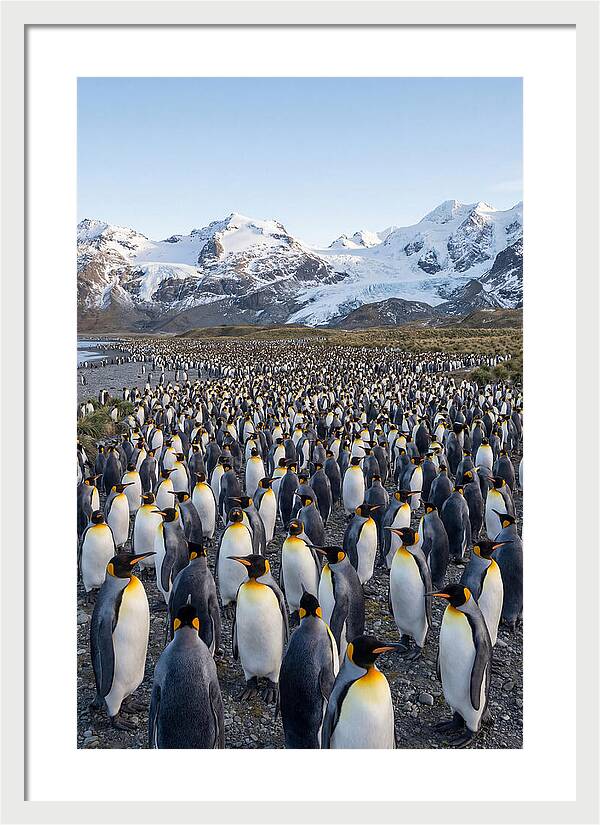King Penguin Colony At Salisbury Plain