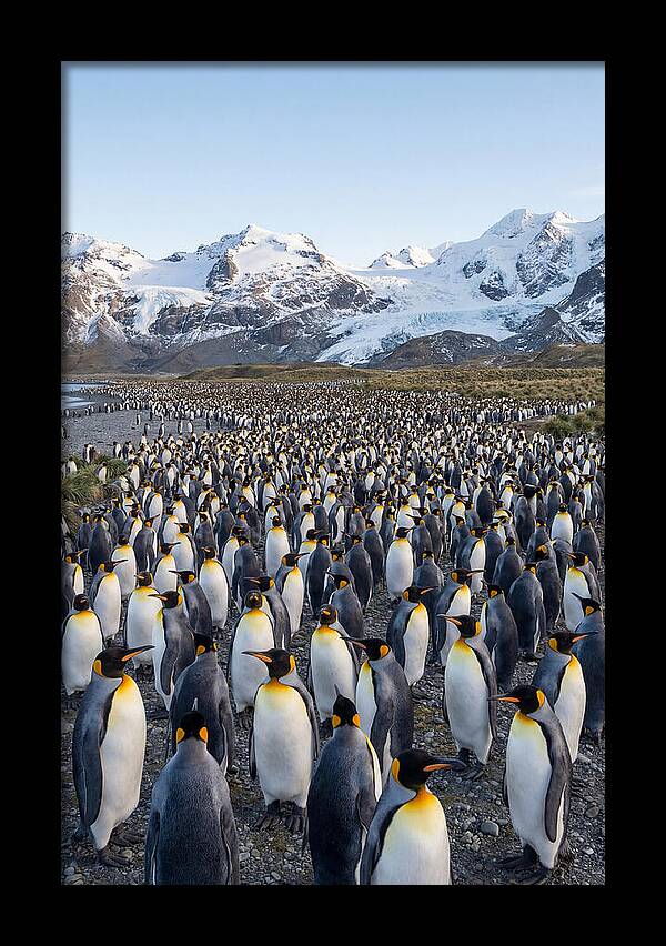 King Penguin Colony At Salisbury Plain