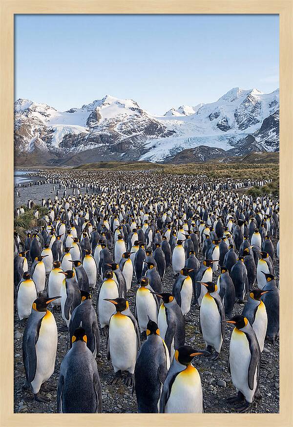 King Penguin Colony At Salisbury Plain