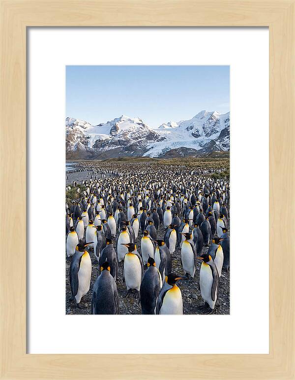 King Penguin Colony At Salisbury Plain