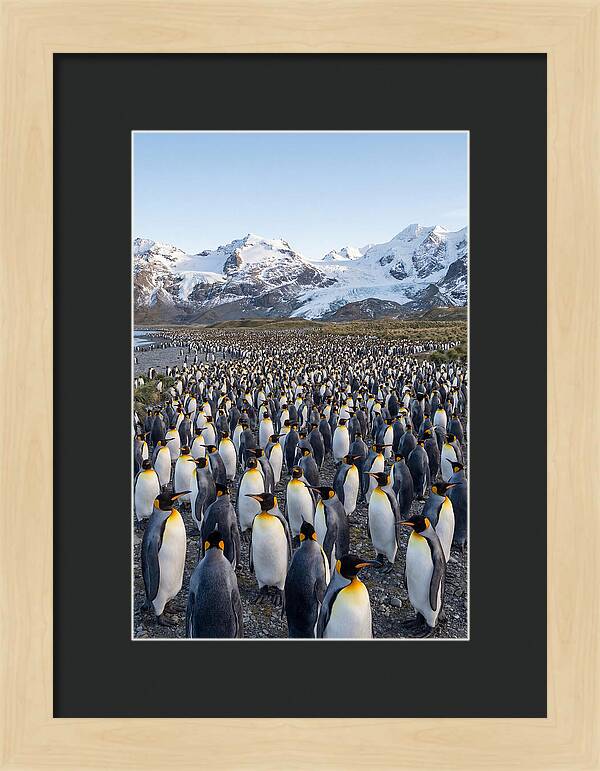 King Penguin Colony At Salisbury Plain