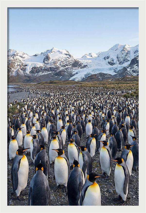 King Penguin Colony At Salisbury Plain