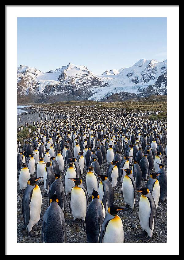 King Penguin Colony At Salisbury Plain