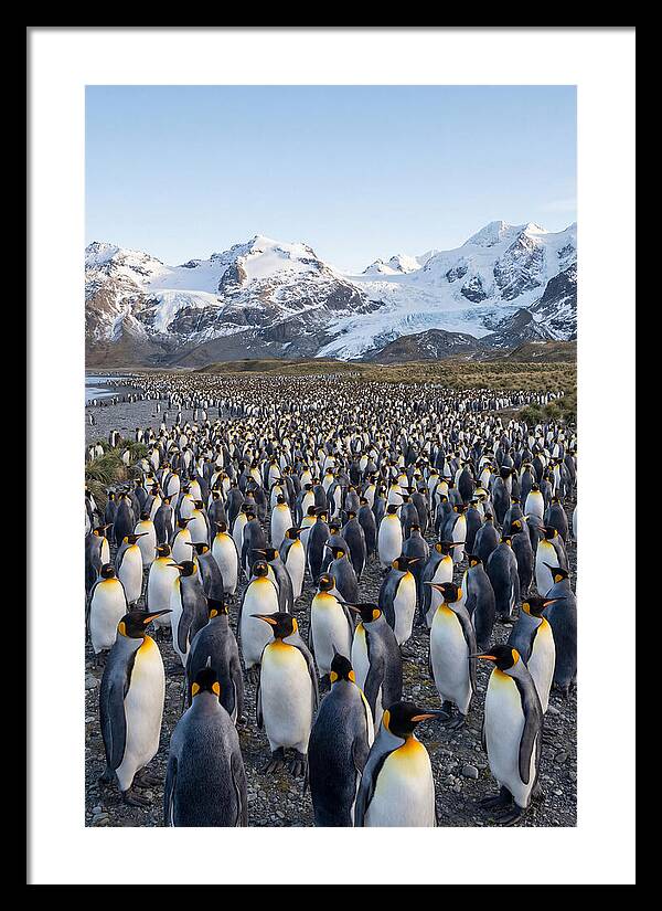 King Penguin Colony At Salisbury Plain