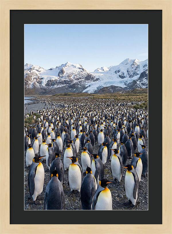 King Penguin Colony At Salisbury Plain