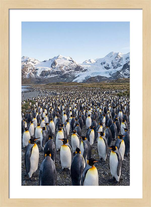 King Penguin Colony At Salisbury Plain