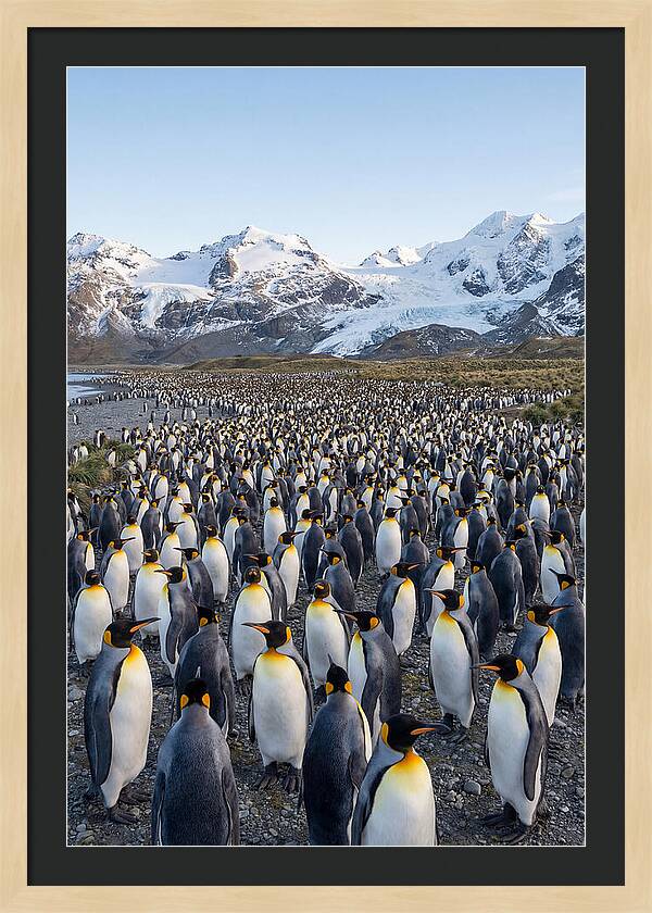 King Penguin Colony At Salisbury Plain
