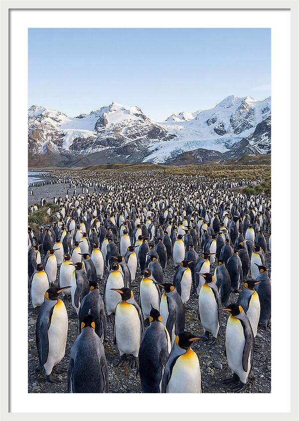 King Penguin Colony At Salisbury Plain