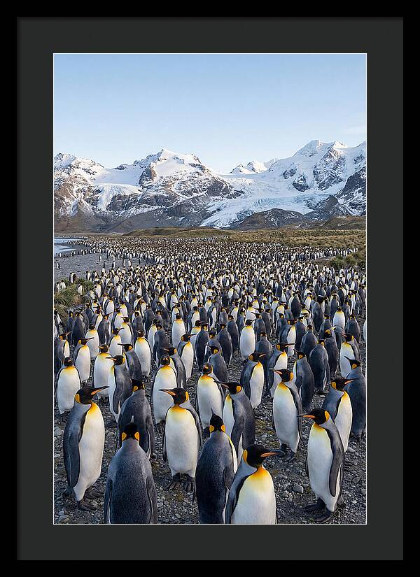 King Penguin Colony At Salisbury Plain