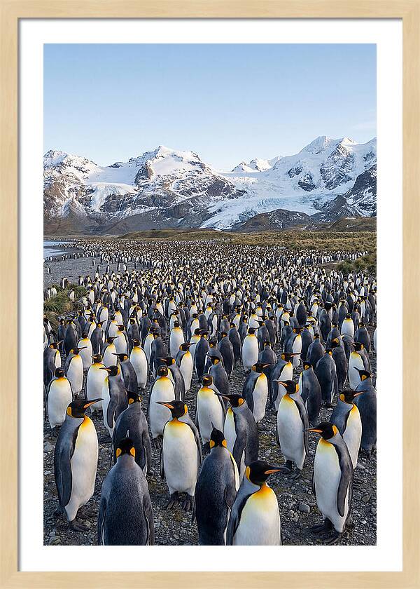 King Penguin Colony At Salisbury Plain