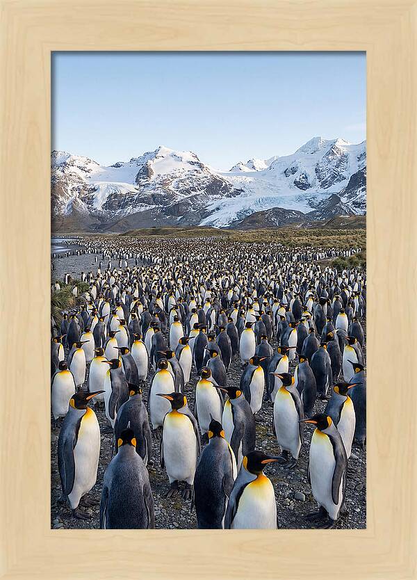 King Penguin Colony At Salisbury Plain