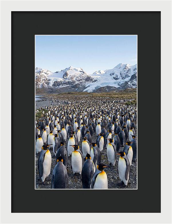 King Penguin Colony At Salisbury Plain
