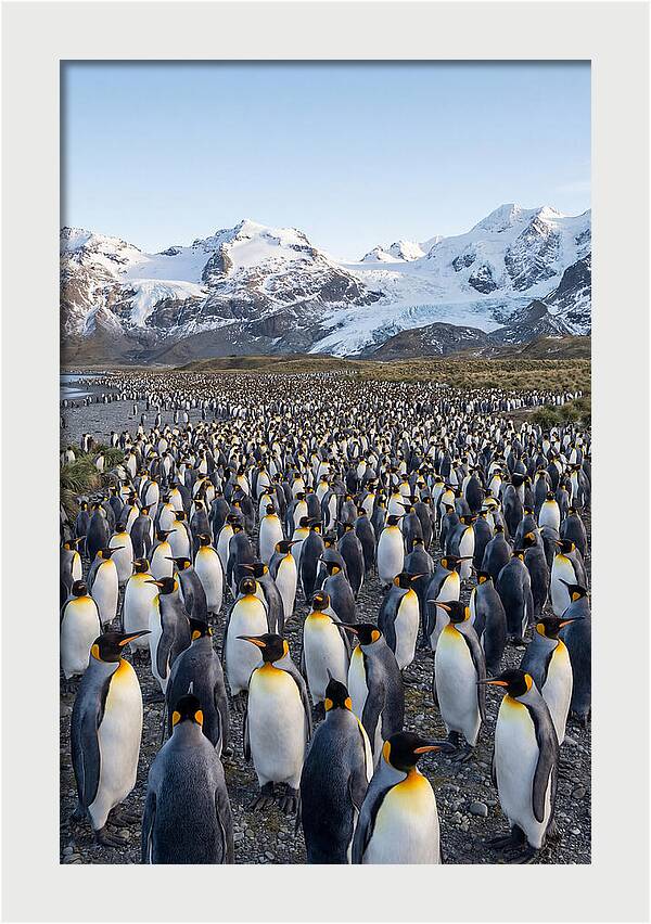 King Penguin Colony At Salisbury Plain