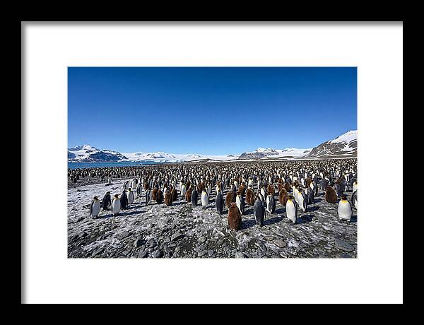 King Penguin Colony Gathering