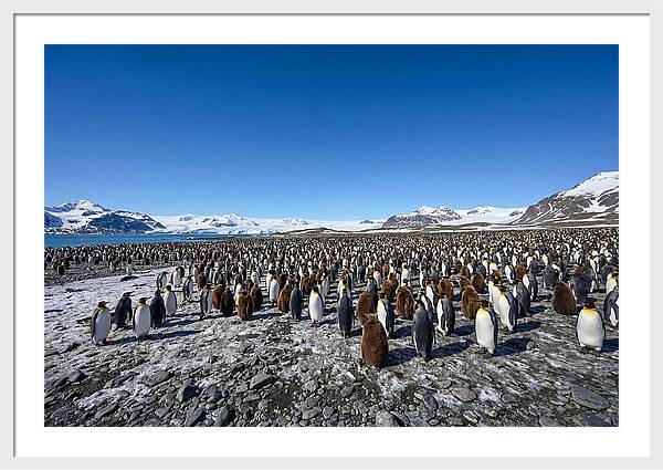 King Penguin Colony Gathering