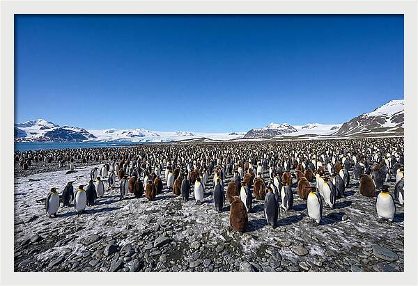 King Penguin Colony Gathering