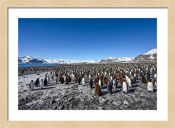 King Penguin Colony Gathering