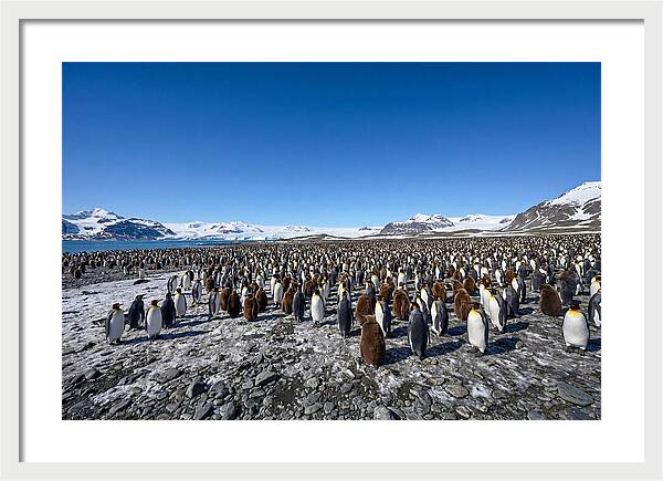 King Penguin Colony Gathering