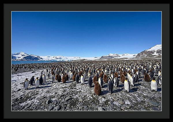 King Penguin Colony Gathering