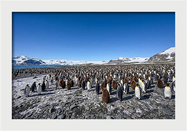 King Penguin Colony Gathering