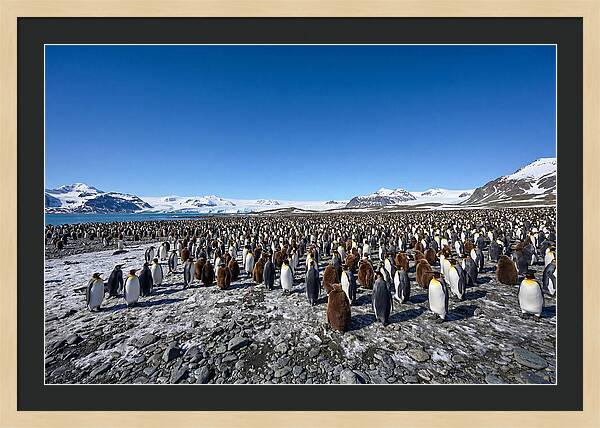 King Penguin Colony Gathering