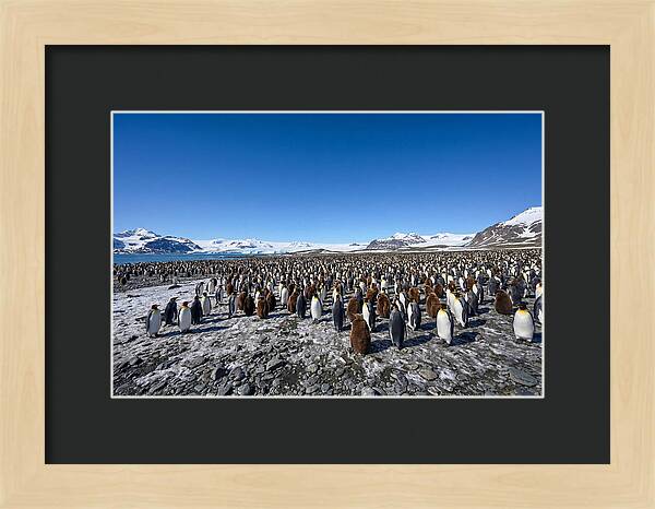 King Penguin Colony Gathering
