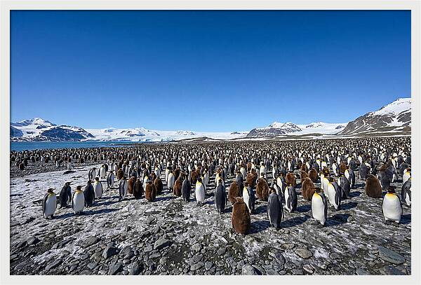 King Penguin Colony Gathering