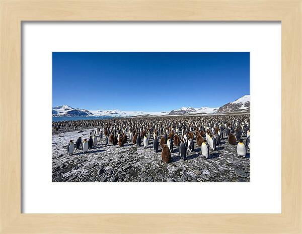 King Penguin Colony Gathering